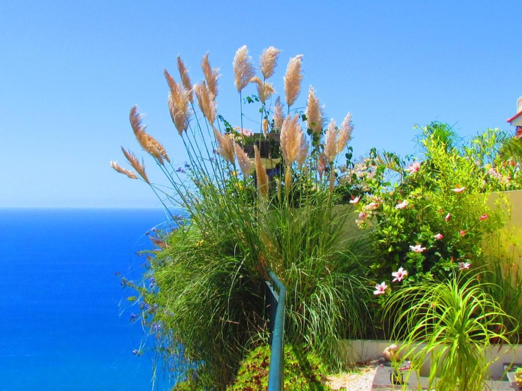 Casa Serena Apartamento Arco da Calheta (Madeira)